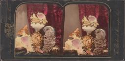 [Still life of shells and vase]
