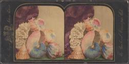 [Still life of shells]
