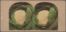 [A cauliflower]