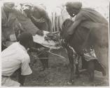 The Great Tribes of Africa