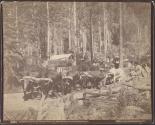 Bull team at Coburn's mill...hauling section of the World's Fair Big Tree