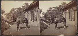 [Horse standing outside a building]