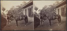 [A man holding a horse]