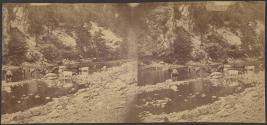 [Cattle in creek]