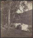 [Trees on the bank of a body of water]
