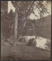 [Trees on the bank of a body of water]
