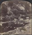 [Cattle in creek]