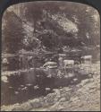 [Cattle in creek]