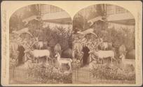 Mrs. Maxwell's Rocky Mountain Museum Series