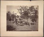 Ostriches at Washington Gardens, Los Angeles Co., Cal.