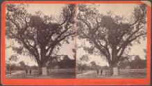 [Washington Elm, Cambridge]