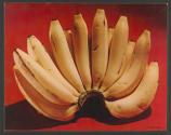 [United Fruit Co. bananas]