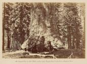 The Largest Tree in the State, section of the Grizzly Giant 33 ft. diameter, Mariposa Grove