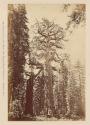 The Largest Tree in the State, The Grizzly Giant 33 ft. diameter Mariposa Grove