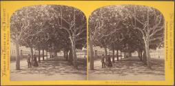Avenue à Wiesbaden