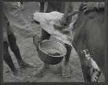 Although the tin pan takes the place of a graduate, still only approximately a pint of blood is drawn from an animal at one time in a Karamojong blood-letting in Northen Uganda. Then the tourniquet is removed and the animal released to join the herd...