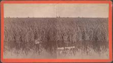 Rice Fields
