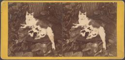 [Cat and kittens]