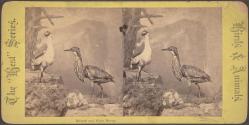 Bittern and Night Heron