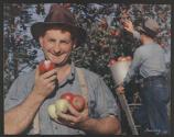 [Man holding applies in an orchard (McCall's)]
