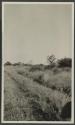 Automobile tracks in grass, African Safari