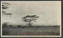 Vultures waiting for lion to leave kill- Lumbwa to the right of picture, African Safari