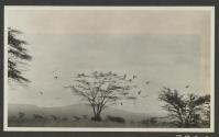 Vultures waiting for lion to leave kill, African Safari