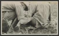 Dressing wound by lion, African Safari