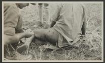 Dressing wound made by lion, African Safari