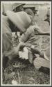 Dressing wound made by lion, African Safari