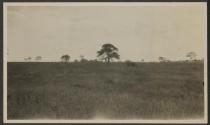 Elephants in high grass near Meru, African Safari