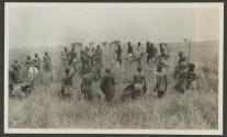 Lion spearing, Serongetti Plains, African Safari