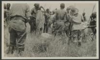 Lion spearing, Serongetti Plains, African Safari