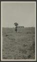 Native Woman carrying wood on head, African Safari