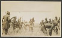 Lion spearing - Serongetti Plains, African Safari