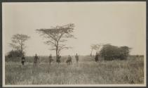 Lion spearing - Serongetti Plains, African Safari