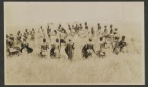 Lion spearing - Serongetti Plains, African Safari
