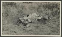 Carcass of rhino, about ten hours later, African Safari