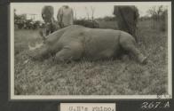 George Eastman's rhino, African Safari