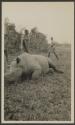 George Eastman's rhino, African Safari