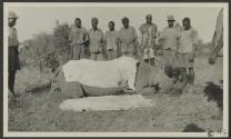 Skinning George Eastman's rhino- Gurumetti Plains, African Safari