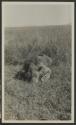 Dead lion, African Safari