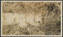 Dead lion, African Safari