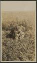 Dead lion, African Safari
