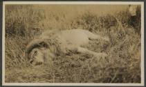 Dead lion, African Safari