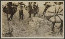 Lumbwa with speared lion - Serongetti Plains, African Safari