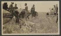 Lumbwa with speared lion - Serongetti Plains, African Safari