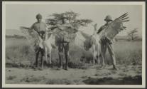 Greater bustards - shot by George Eastman with 22 rifle, African Safari