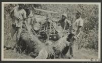 One morning's trophies - shot by George Eastman - Gurumetti, African Safari