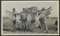 Greater bustards shot by George Eastman with 22 rifle, African Safari